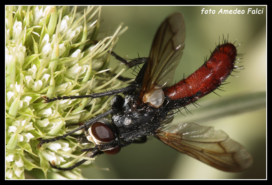 Tachinidae siciliano del genere Cylindromya.